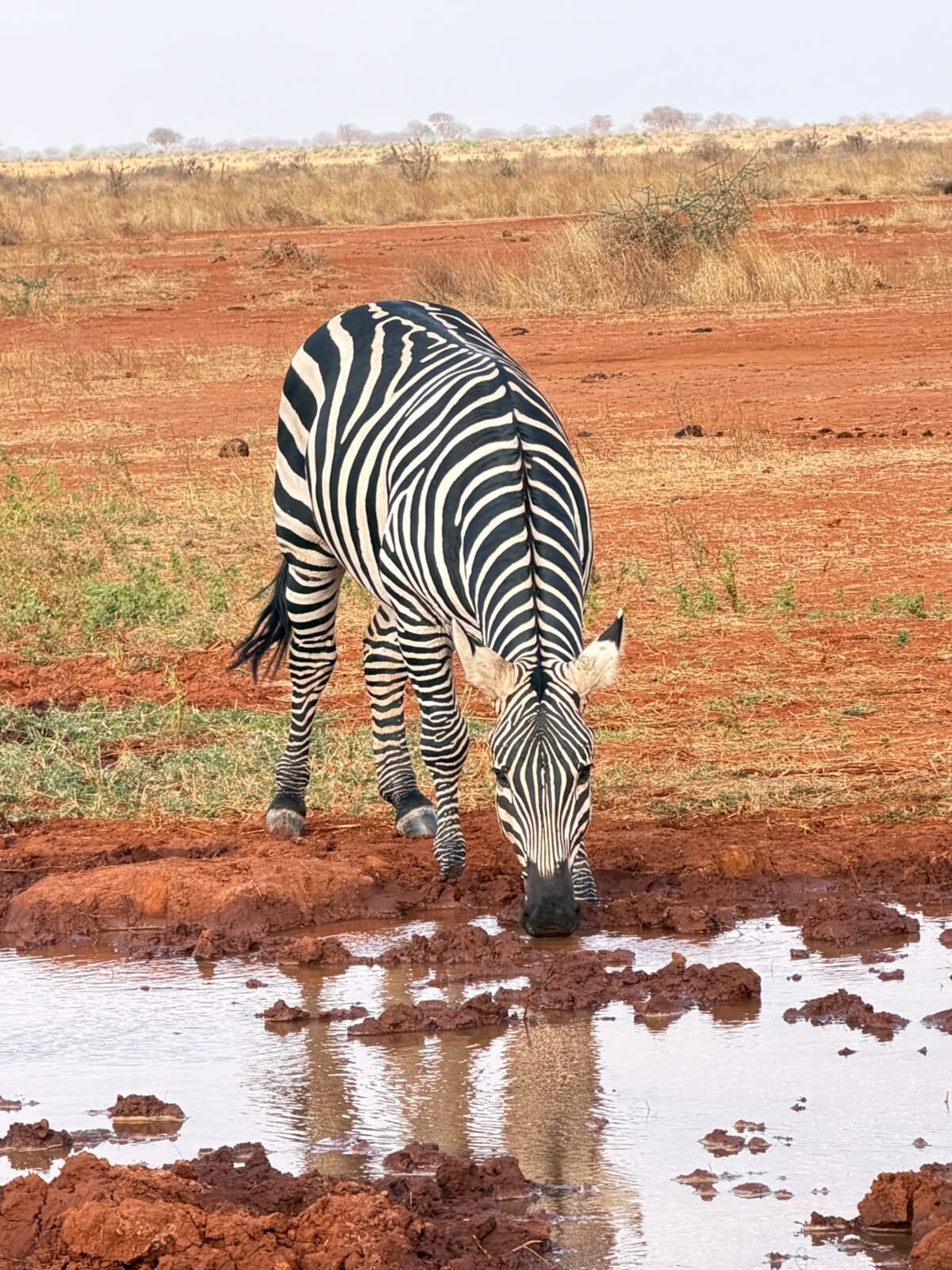 Zebra nella savana del Kenya