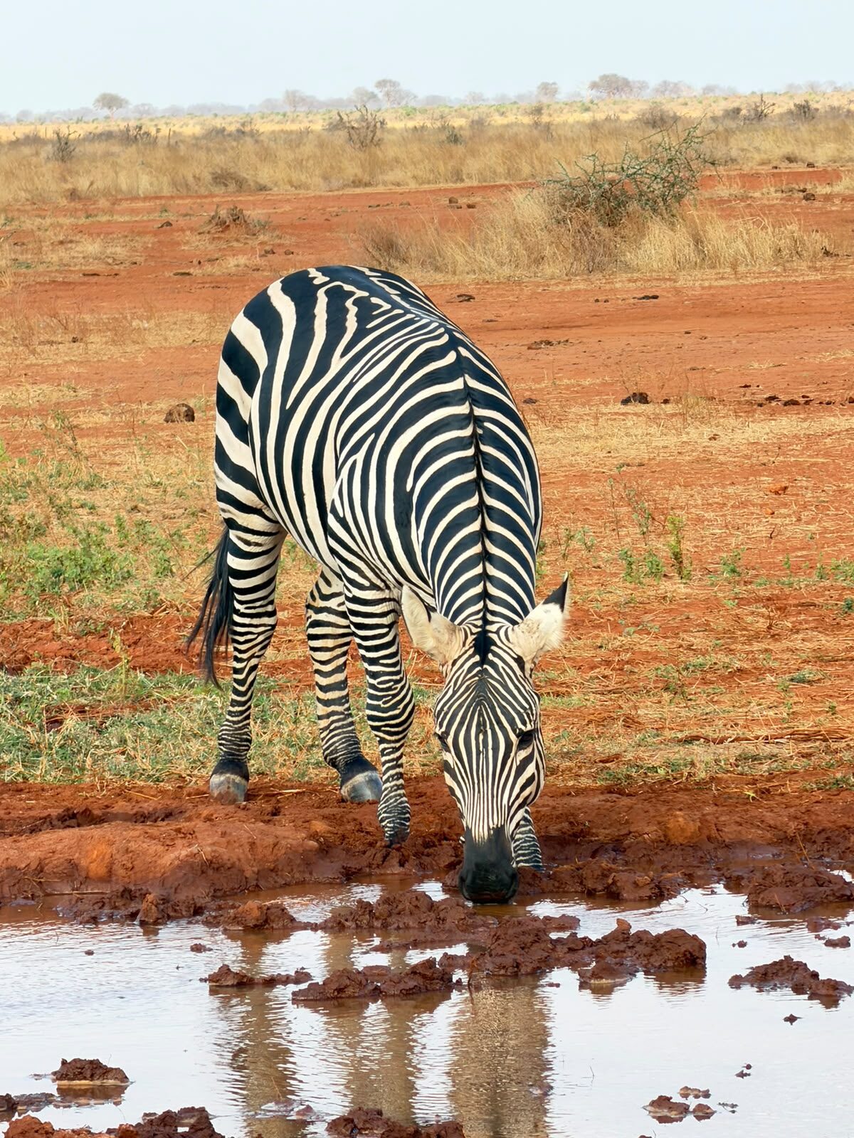 Zebra al pascolo nella savana