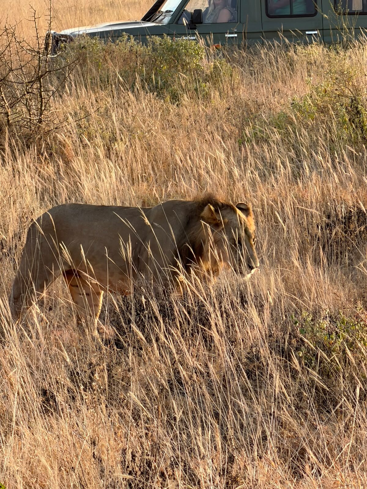 Leone attraversa la savana vicino ad un veicolo safari