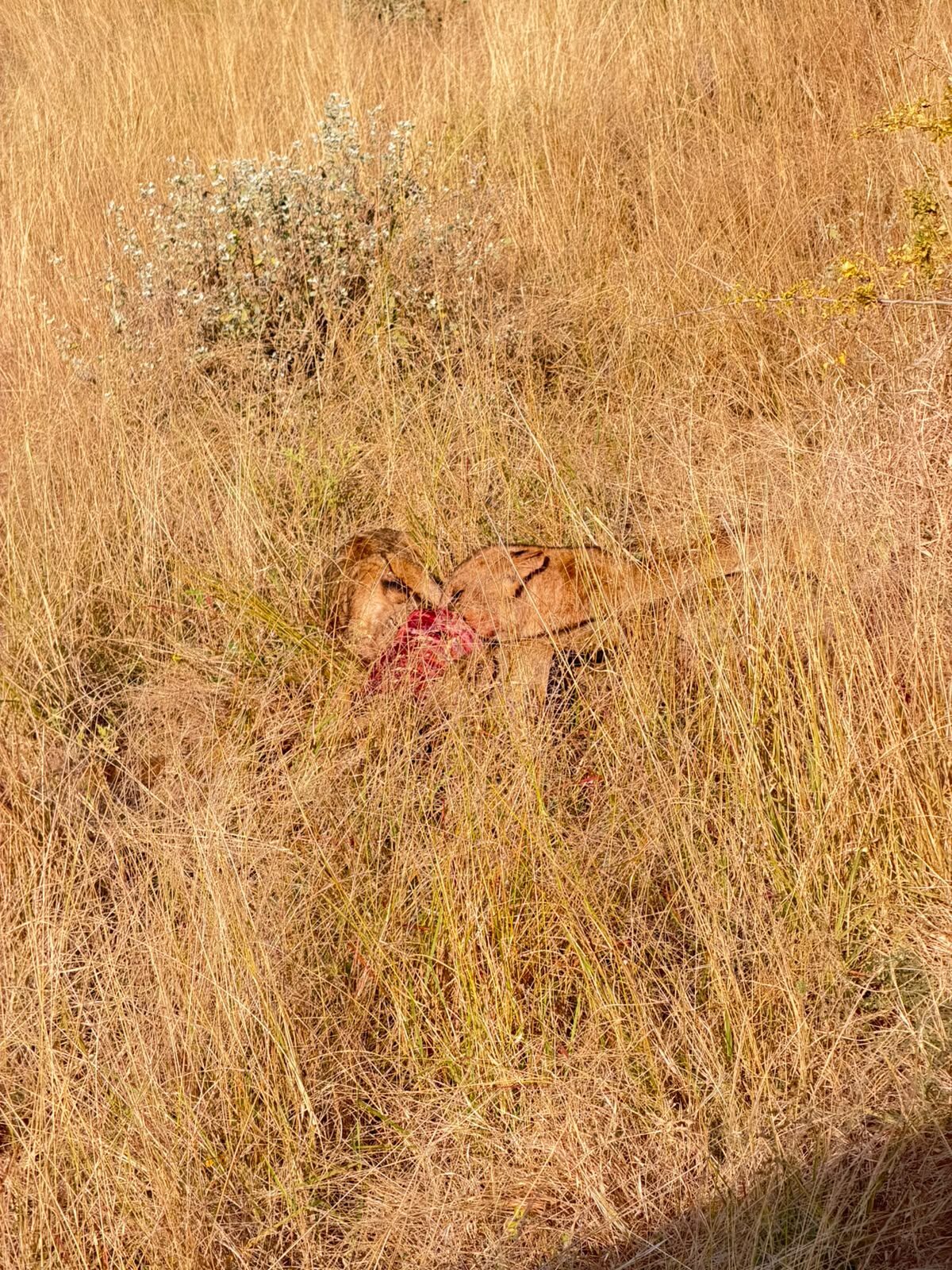 Leoni del Maasai Mara